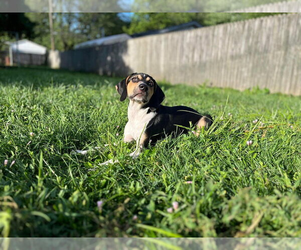 Medium Photo #39 Treeing Walker Coonhound-Unknown Mix Puppy For Sale in Germantown, OH, USA