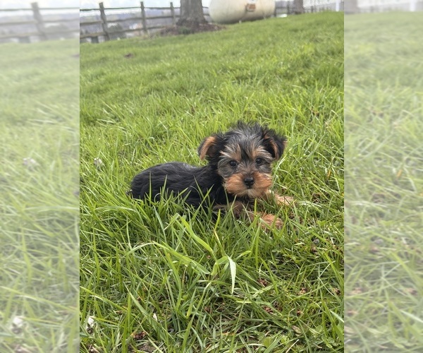 Medium Photo #5 Yorkshire Terrier Puppy For Sale in CANOGA, NY, USA