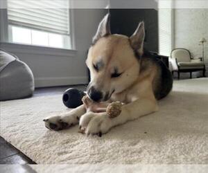 Siberian Husky-Unknown Mix Dogs for adoption in Derwood, MD, USA