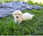 Small #3 English Cream Golden Retriever