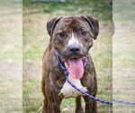 Small #4 American Pit Bull Terrier