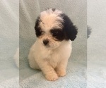 Small #10 Cavapoo (Miniature)