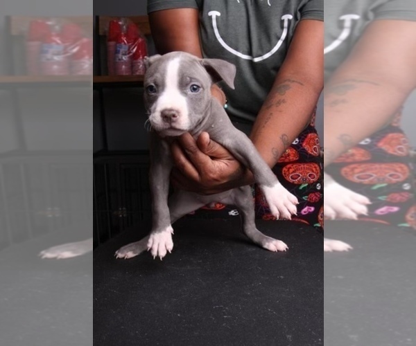 Medium Photo #5 American Bully Puppy For Sale in LITHONIA, GA, USA