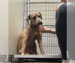Small #5 Mountain Cur Mix