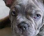 Small #1 French Bulldog
