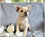 Small Photo #40 French Bulldog Puppy For Sale in LIBERTY, KY, USA