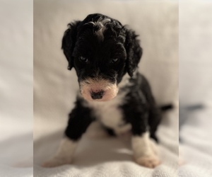 Miniature Bernedoodle Puppy for Sale in BLYTHEWOOD, South Carolina USA