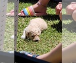 Small Photo #8 Goldendoodle Puppy For Sale in LANNON, WI, USA