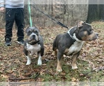 Small Photo #3 American Bully Puppy For Sale in ADELPHI, MD, USA