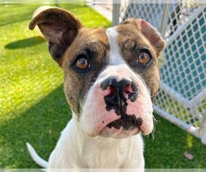 American Staffordshire Terrier-Boxer Mix Dogs for adoption in Raleigh, NC, USA