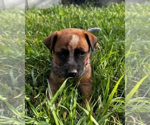 Australian Cattle Dog Puppy for sale in MOUNT PLEASANT, UT, USA