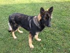Small Photo #1 German Shepherd Dog Puppy For Sale in NEW BLOOMINGTON, OH, USA