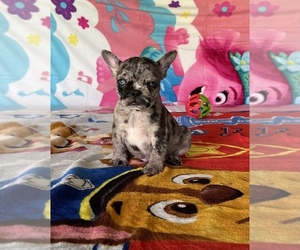 French Bulldog Puppy for sale in KENDALL, FL, USA