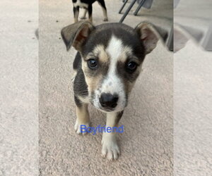 Mutt Dogs for adoption in Royal Palm Beach, FL, USA