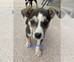 Boyfriend* - Male Mutt Dog for Adoption - Small photo