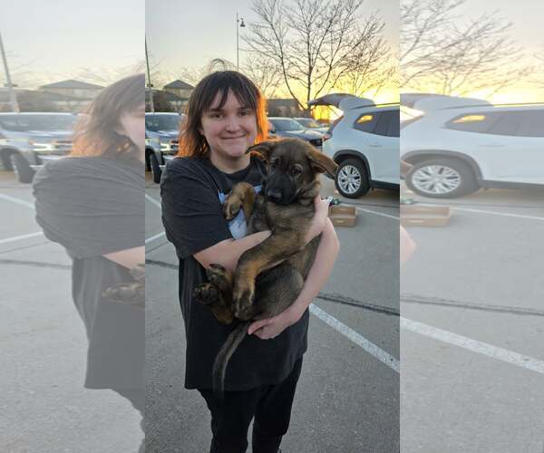 Medium Photo #8 German Shepherd Dog Puppy For Sale in Gretna, NE, USA