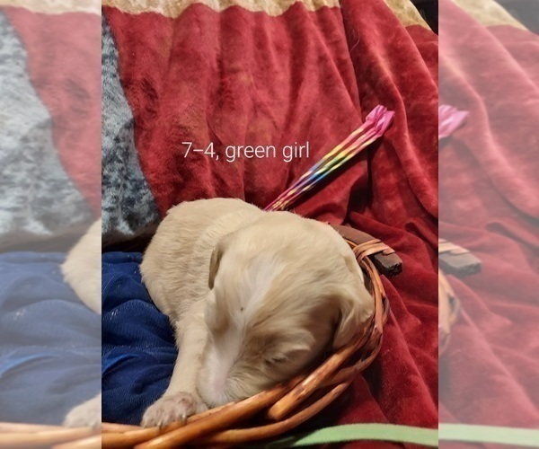 Medium Photo #81 Bordoodle Puppy For Sale in COPPERAS COVE, TX, USA