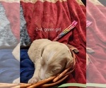 Small Photo #81 Bordoodle Puppy For Sale in COPPERAS COVE, TX, USA