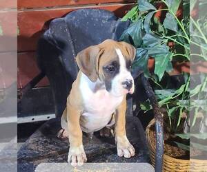 Boxer Puppy for sale in ARTHUR, IL, USA