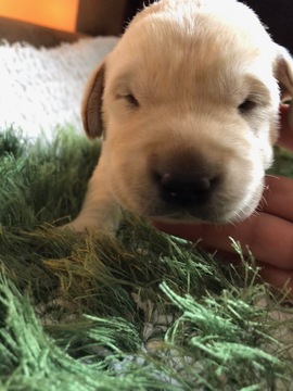 Medium Photo #1 Labrador Retriever Puppy For Sale in MANSFIELD, OH, USA