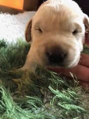 Labrador Retriever Puppy for sale in MANSFIELD, OH, USA