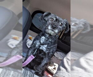 Poodle (Miniature)-Unknown Mix Dogs for adoption in San Diego, CA, USA