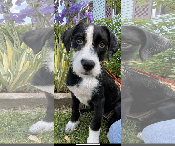 Medium Photo #2 German Wirehaired Pointer-Unknown Mix Puppy For Sale in Coralville, IA, USA