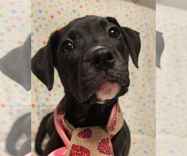 Medium Photo #14 Mutt Puppy For Sale in Mooresville, NC, USA