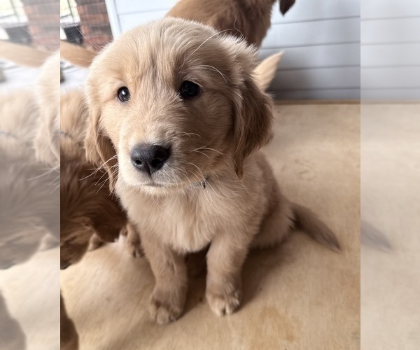 Medium Photo #3 Golden Retriever Puppy For Sale in PORTALES, NM, USA