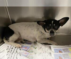 Rat Terrier-Unknown Mix Dogs for adoption in Modesto, CA, USA