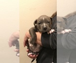 Small Photo #6 American Bully Puppy For Sale in LOVELAND, CO, USA