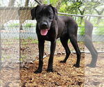 Small #3 Great Dane Mix