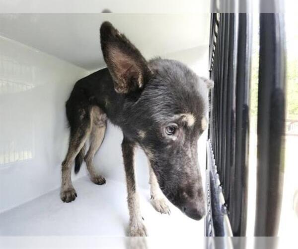 Medium Photo #1 German Shepherd Dog-Unknown Mix Puppy For Sale in Houston, TX, USA