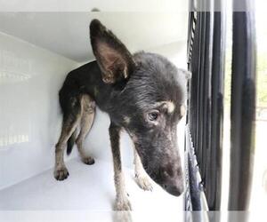 German Shepherd Dog-Unknown Mix Dogs for adoption in Houston, TX, USA