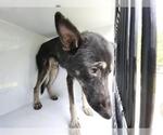 A663037 - Male German Shepherd Dog-Unknown Mix Dog for Adoption - Small photo