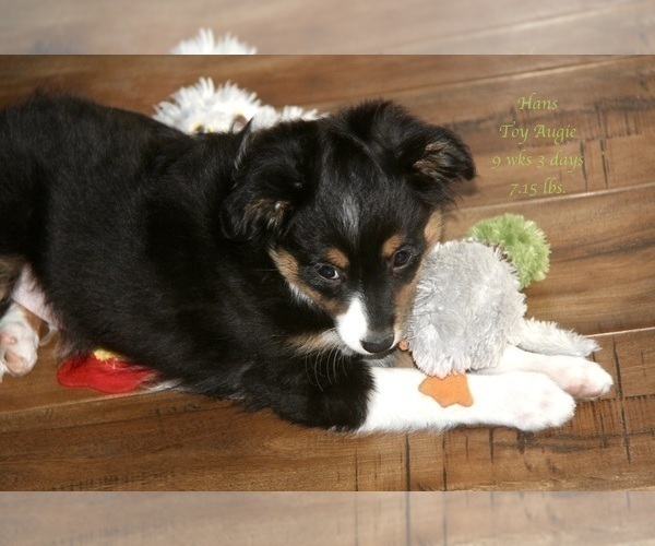 Medium Photo #14 Miniature American Shepherd-Pembroke Welsh Corgi Mix Puppy For Sale in LIND, WA, USA
