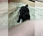 Small Photo #71 Frenchie Pug Puppy For Sale in BLOOMINGTON, IL, USA