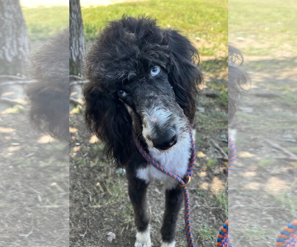 Medium Photo #5 Labradoodle Puppy For Sale in Pacolet, SC, USA