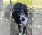 Small #4 Labradoodle