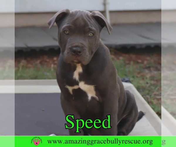 Medium Photo #1 American Pit Bull Terrier-Unknown Mix Puppy For Sale in Pensacola, FL, USA