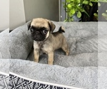 Small Photo #6 Pug Puppy For Sale in FRANKLIN, IN, USA