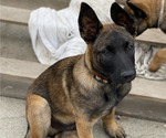 Small Photo #22 Belgian Malinois Puppy For Sale in ONTARIO, CA, USA