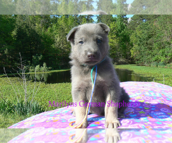 Medium Photo #4 German Shepherd Dog Puppy For Sale in PIEDMONT, MO, USA