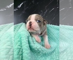 Small Photo #43 Boston Terrier Puppy For Sale in TULARE, CA, USA