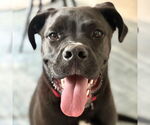 Small #3 American Staffordshire Terrier-Labrador Retriever Mix