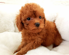 Poodle (Miniature) Puppy for sale in LA MIRADA, CA, USA