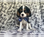 Small #4 Cavalier King Charles Spaniel