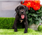 Small #21 Great Dane