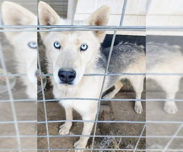 Medium Photo #2 Siberian Husky Puppy For Sale in Pena Blanca, NM, USA