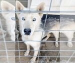 Small Photo #2 Siberian Husky Puppy For Sale in Pena Blanca, NM, USA